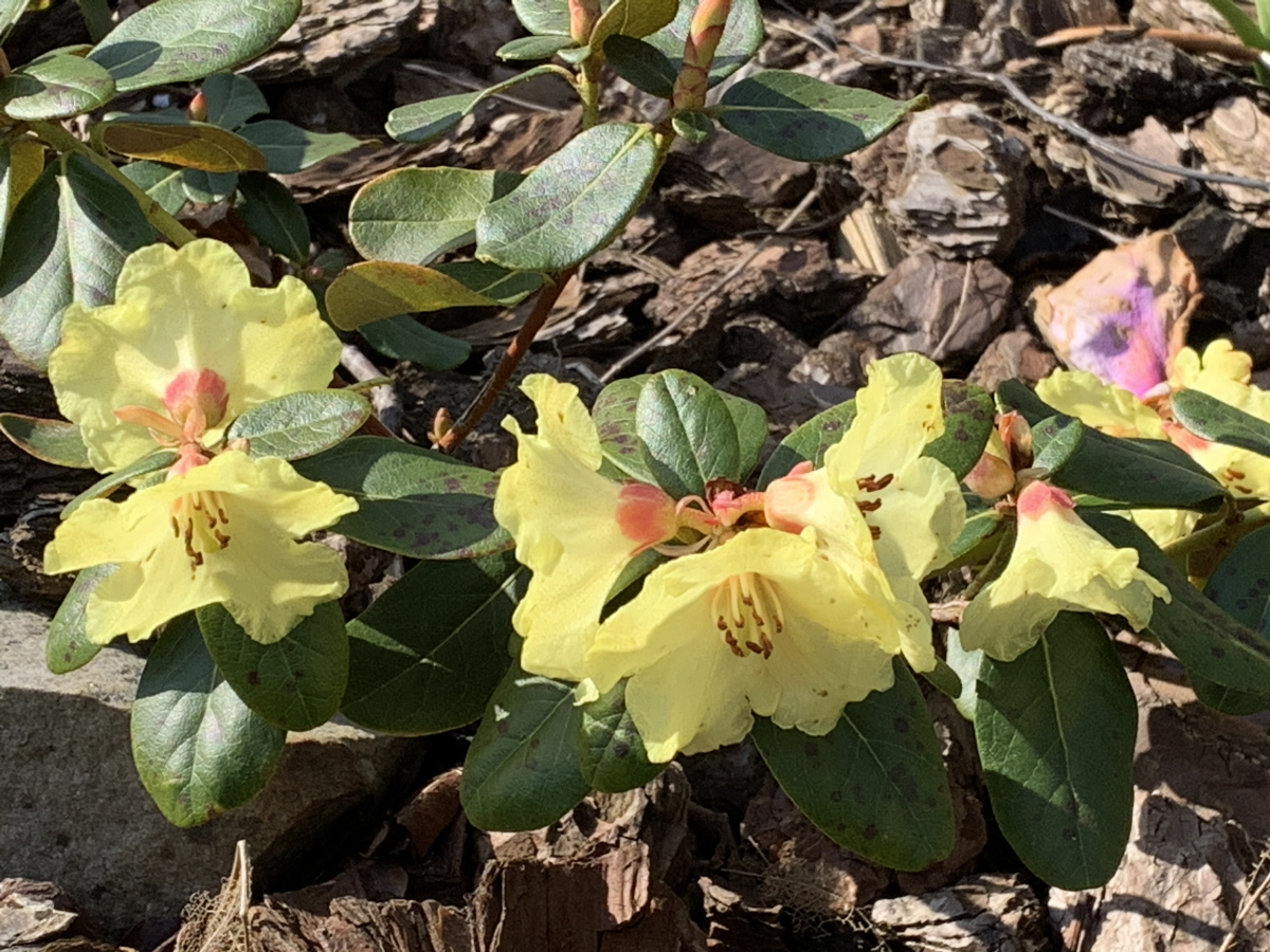 R. dekatanum L&S1360